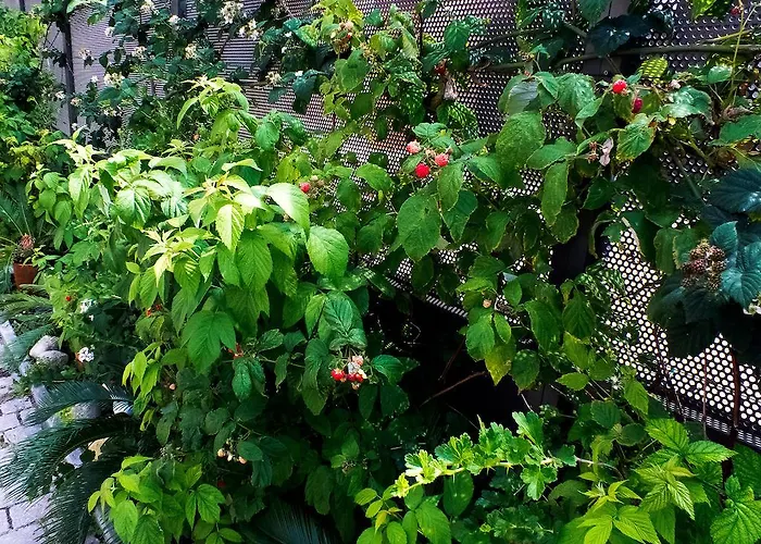 Luca * Montesilvano Marina